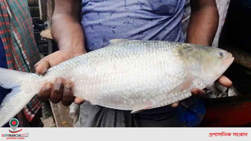 তুলাতুলির ঘাটে প্রায় ৩ কেজি এক ইলিশ তুলতেই ৪৩০০ টাকায় বিক্রি