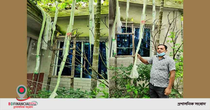 ভোলায় শিক্ষকের লাগানো দুইটি গাছে ধরেছে ১০ ফুট লম্বা বিদেশী জাতের ৫০টি চিচিঙ্গা