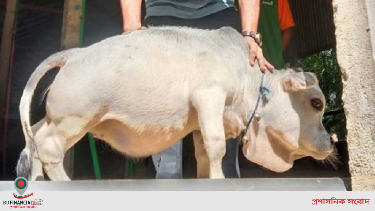 মারা গেছে বিশ্বের সবচেয়ে খর্বাকৃতির গরু ‘রানি’