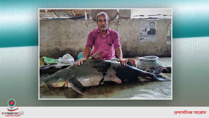 ব্রহ্মপুত্র নদে ধরা পড়ল ৪৮ কেজি ওজনের বাঘা আইড়