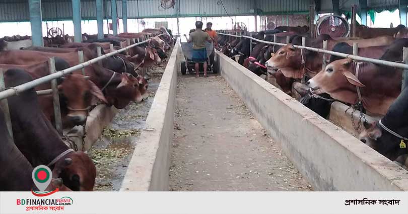 রাজশাহীর নাবা ক্যাটল ফার্মে মাসে সাড়ে ৯ লাখ টাকার দুধ বিক্রি