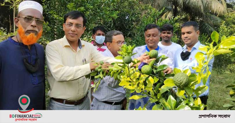 কমলা বাগান পরিদর্শনে কৃষি সম্প্রসারণের উপ-পরিচালক