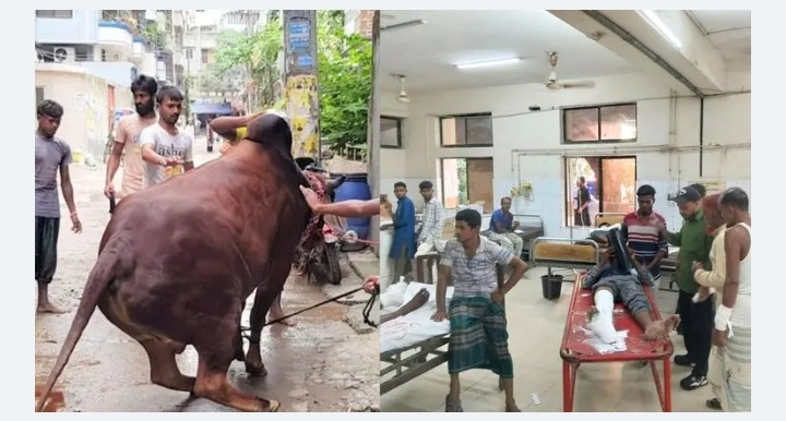 কোরবানির পশুর লাথি-গুঁতায় পঙ্গু হাসপাতালে ৩৩ জন, ১৫ ঘণ্টায় আহত ১৬৮