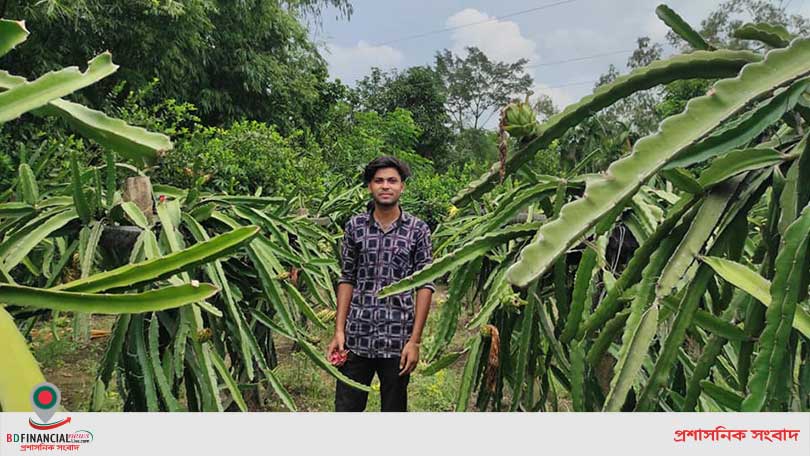 শেরপুরে ড্রাগন চাষ জনপ্রিয়তা পাচ্ছে