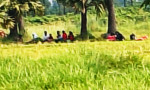 নওগাঁ সীমান্তে ৯ জনকে ‘পুশইনের’ চেষ্টা, রুখে দিল বিজিবি