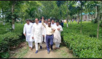 চা-চাষে লালমনিরহাটে নতুন সম্ভাবনা